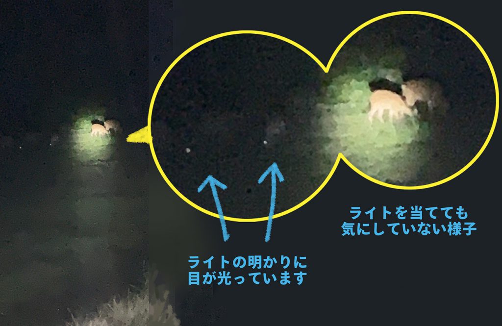 deer10_night1